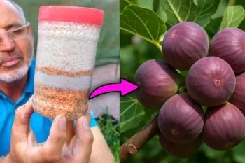 کود ارگانیک سه‌گانه؛ طرز تهیه کود ارگانیک ترکیبی برای رشد سریع و بار