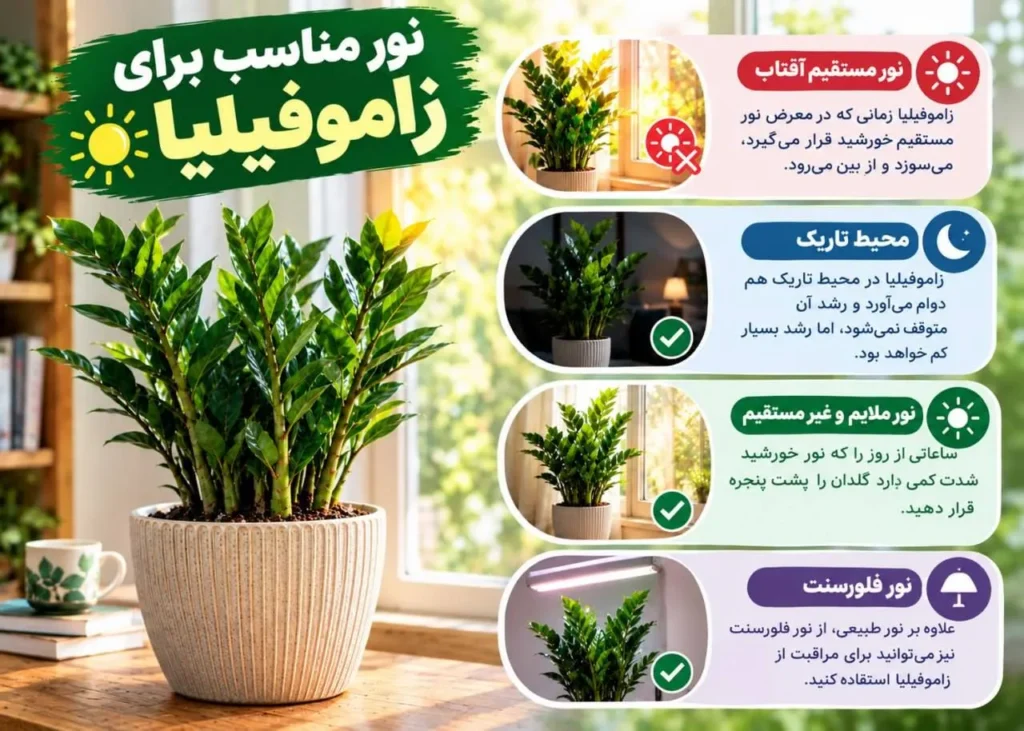 نور غیرمستقیم مناسب برای رشد زاموفیلیا