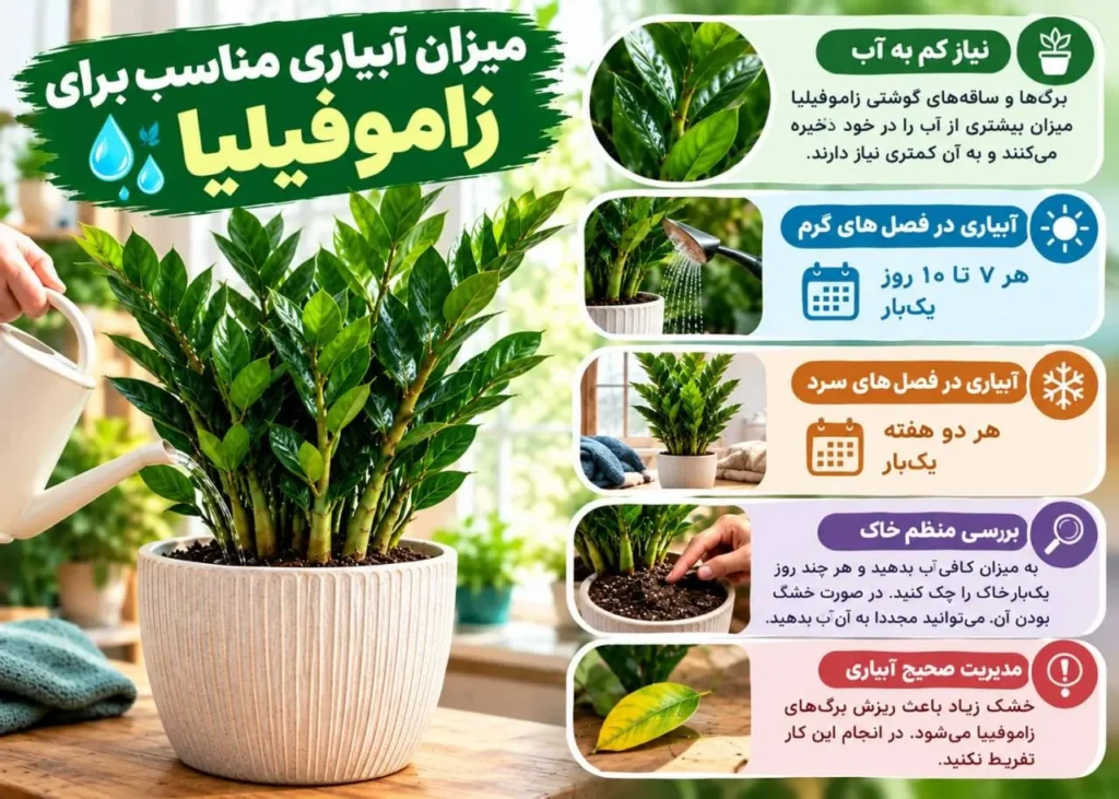 آبیاری مناسب و فاصله بین دو آبیاری زاموفیلیا