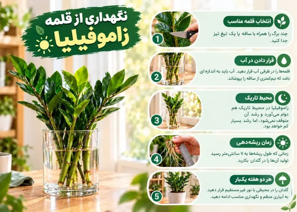 قلمه زاموفیلیا در محیط گرم و روشن برای ریشهزایی