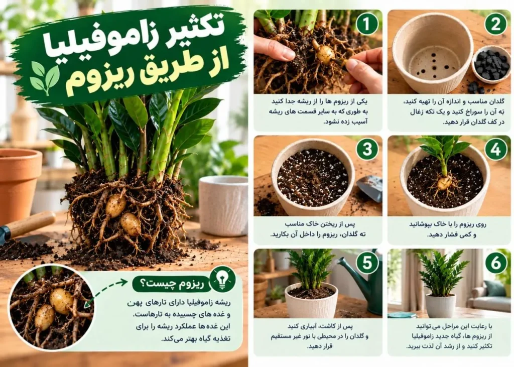 تقسیم ریزوم برای تکثیر زاموفیلیا