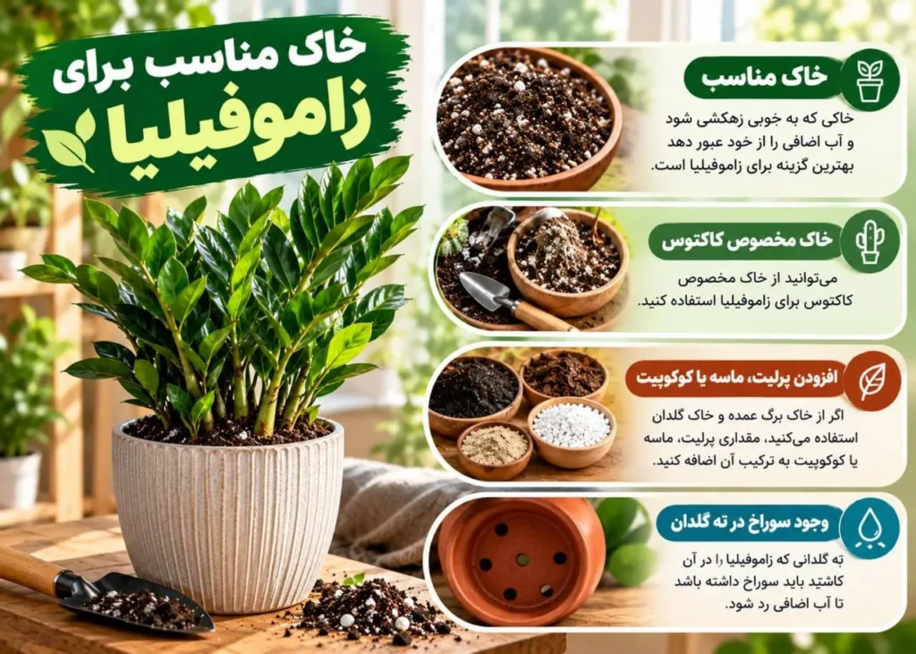 خاک سبک و زهکشی بالا برای زاموفیلیا