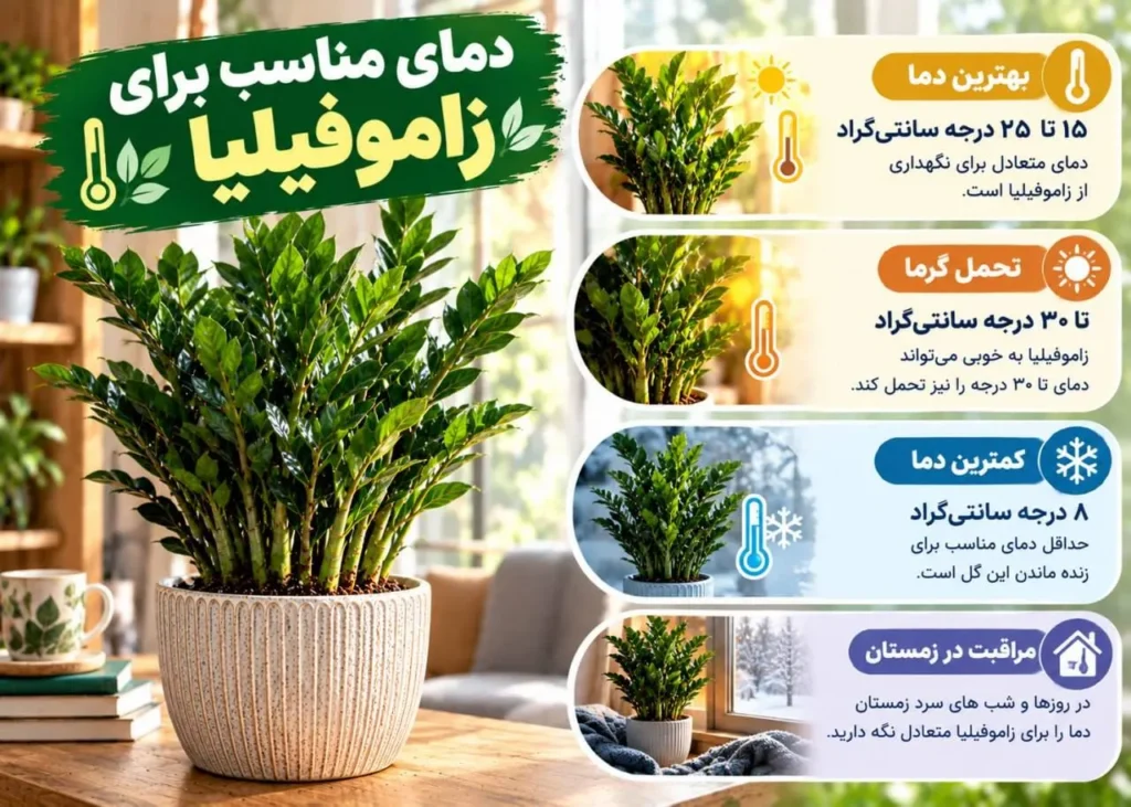 دمای متعادل برای نگهداری زاموفیلیا