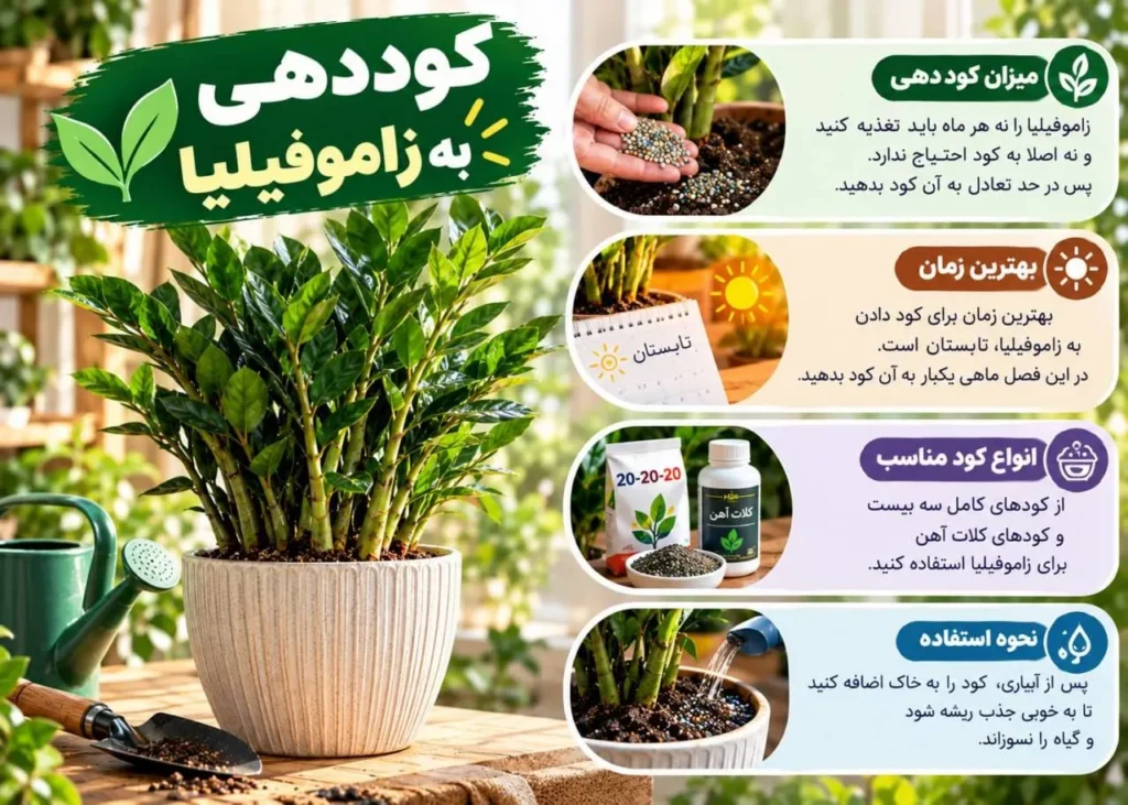 کوددهی متعادل برای تقویت رشد زاموفیلیا