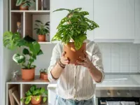 تصویر مرتبط با راهنمای کامل نگهداری گیاه فیلودندرون زانادو در منزل