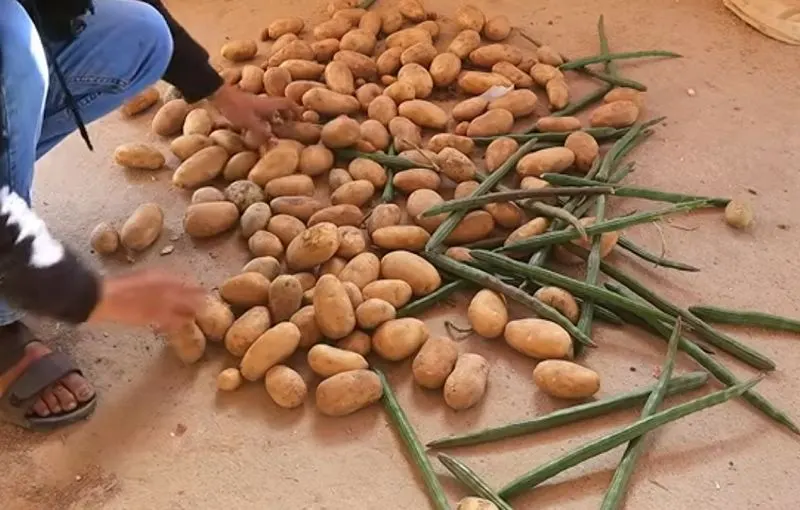 تصویر مرتبط با روش‌های موثر نگهداری سیب زمینی برای جلوگیری از سبز شدن و جوانه زدن