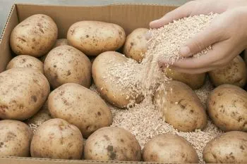روش سنتی نگهداری سیب زمینی با کاه برای جلوگیری از سبز شدن