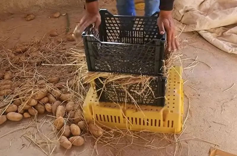 تصویر مرتبط با روش‌های موثر نگهداری سیب زمینی برای جلوگیری از سبز شدن و جوانه زدن