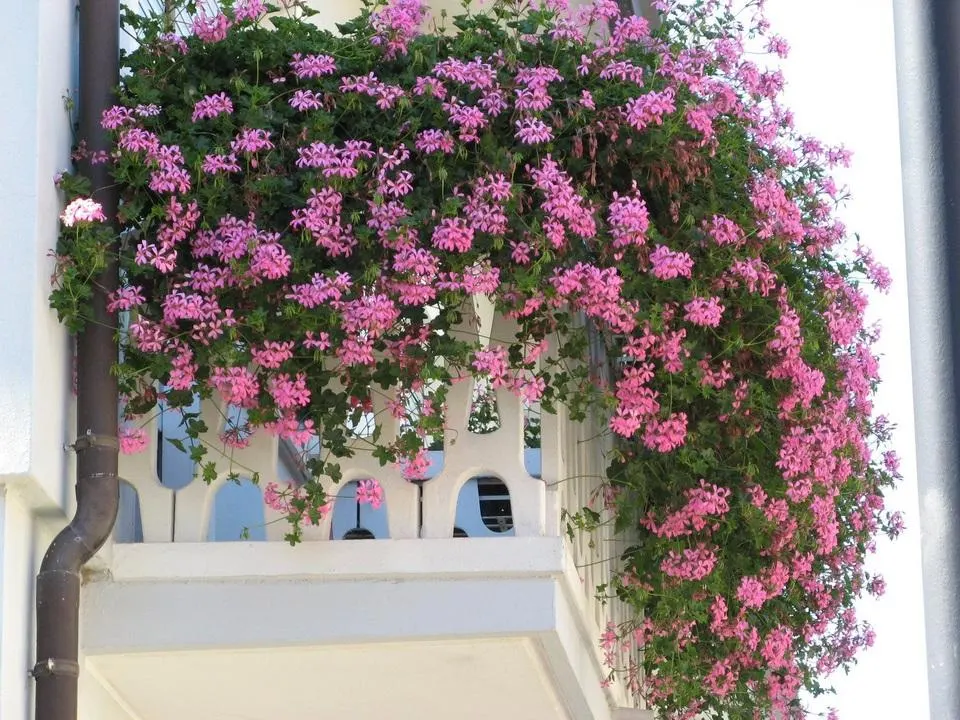 تصویر مرتبط با ۱۲ گیاه مقاوم و مناسب برای بالکن رو به جنوب با نور و گرمای زیاد