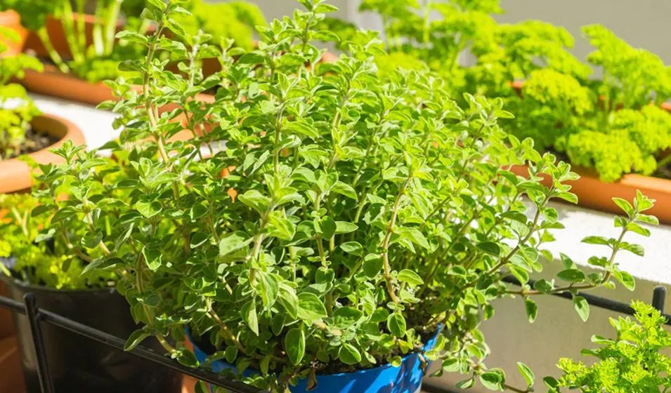 تصویر مرتبط با ۱۲ گیاه مقاوم و مناسب برای بالکن رو به جنوب با نور و گرمای زیاد