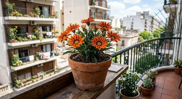 تصویر مرتبط با ۱۲ گیاه مقاوم و مناسب برای بالکن رو به جنوب با نور و گرمای زیاد