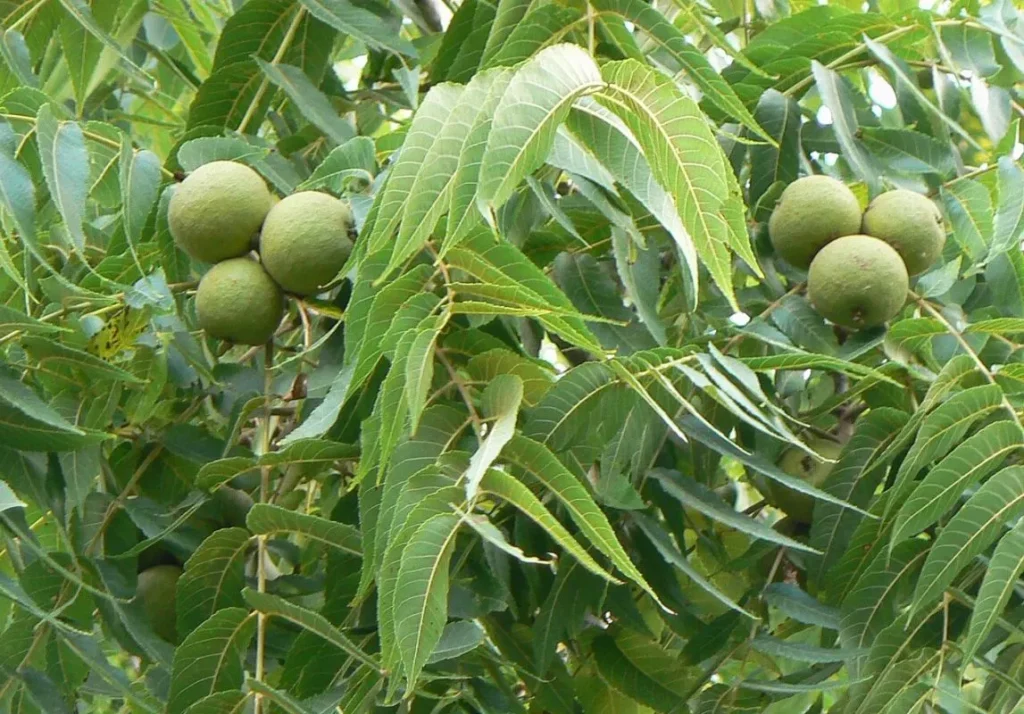 درخت گردو در حال رشد و مراحل تکثیر