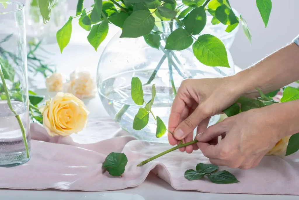 تصویر مرتبط با ۱۰ روش ساده برای تازه نگه داشتن گل رز شاخه بریده