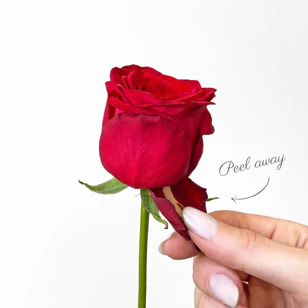 تصویر مرتبط با ۱۰ روش ساده برای تازه نگه داشتن گل رز شاخه بریده