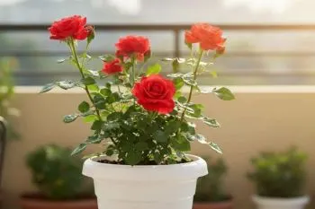 نگهداری گل رز؛ نگهداری از گل رز در باغچه و گلدان؛ از هرس اصولی تا کودد