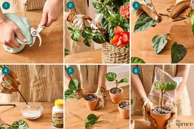 تصویر مرتبط با راهنمای جامع قلمه زدن گل ختمی در خانه برای تکثیر آسان و موفق
