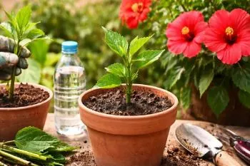 قلمه زدن گل ختمی با شاخه سالم در گلدان