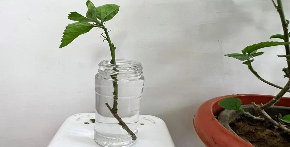 تصویر مرتبط با راهنمای جامع قلمه زدن گل ختمی در خانه برای تکثیر آسان و موفق