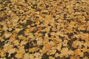 برترین آهنگهای پاییزی با کلام؛ دانلود آهنگ های پاییزی با کلام شاد و