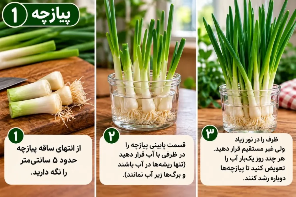 برگهای تازه سبزیجات از ته پیازچه و کرفس در ظرف آب