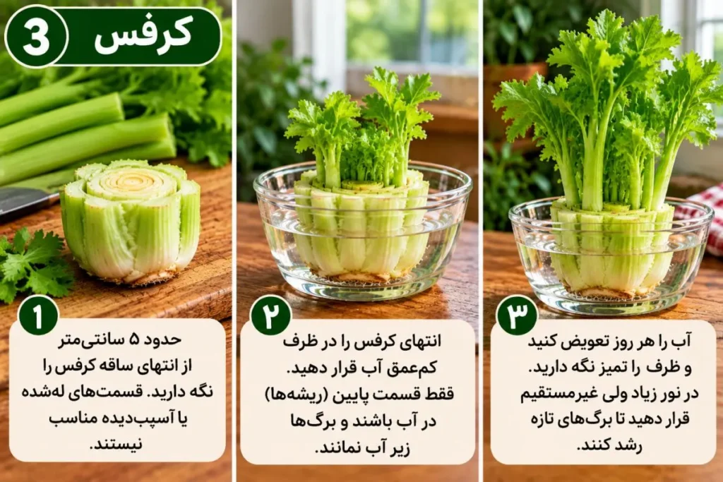تصویر مرتبط با چگونه ته سبزیجات را دوباره سبز کنیم؛ راهنمای ساده پرورش پیازچه، کاهو و کرفس در خانه