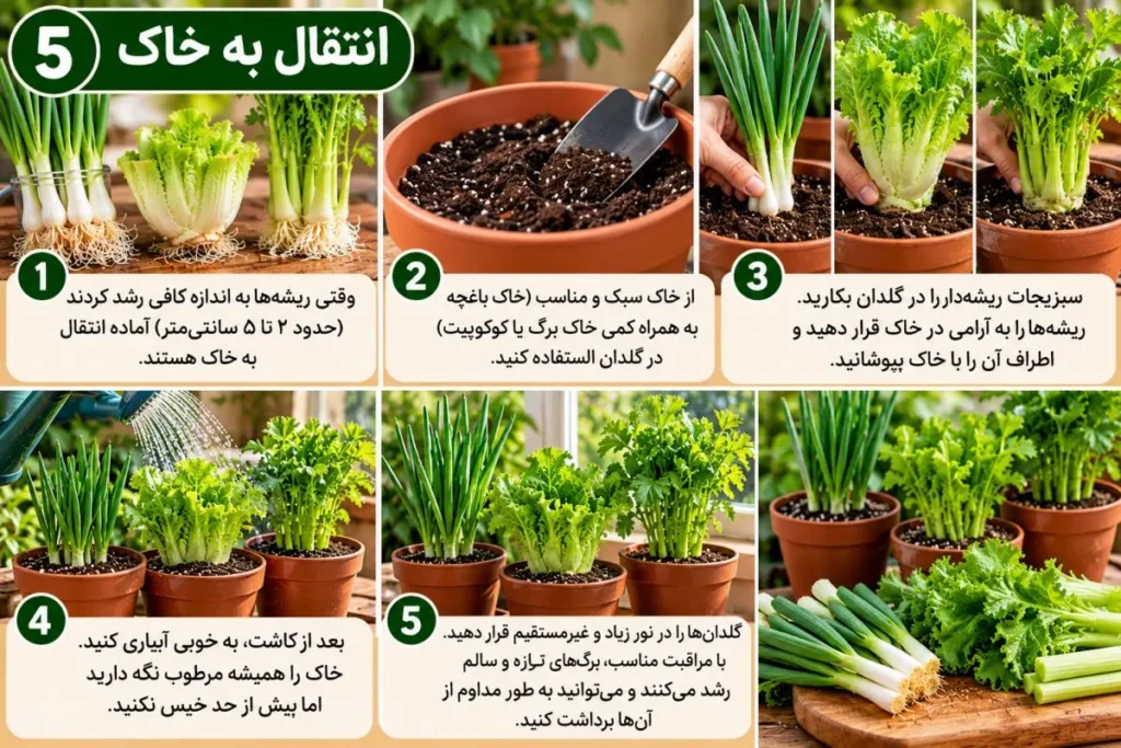 تصویر مرتبط با چگونه ته سبزیجات را دوباره سبز کنیم؛ راهنمای ساده پرورش پیازچه، کاهو و کرفس در خانه