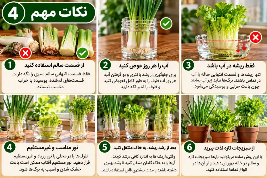 تصویر مرتبط با چگونه ته سبزیجات را دوباره سبز کنیم؛ راهنمای ساده پرورش پیازچه، کاهو و کرفس در خانه