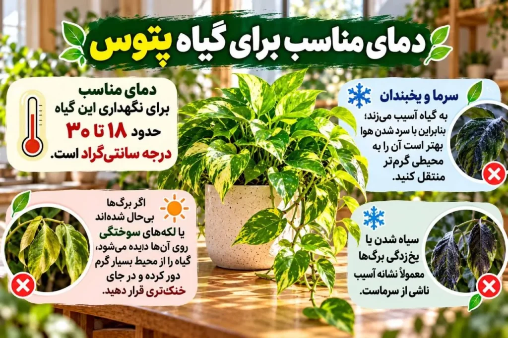 دمای معتدل برای رشد پتوس