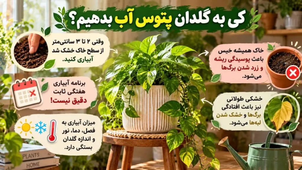 آبیاری پتوس با رعایت خشک شدن سطح خاک