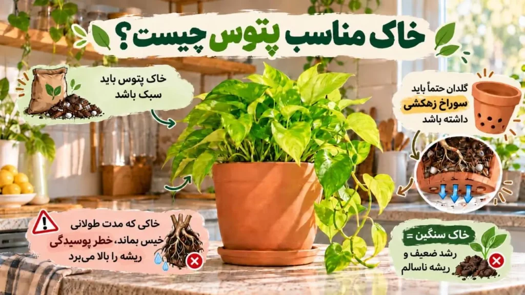 خاک سبک و زهکش‌دار مناسب پتوس