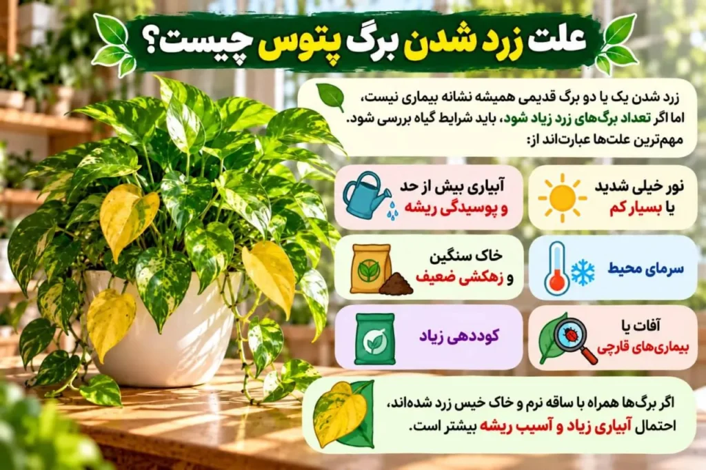 برگ‌های زرد شده پتوس به دلیل آبیاری زیاد