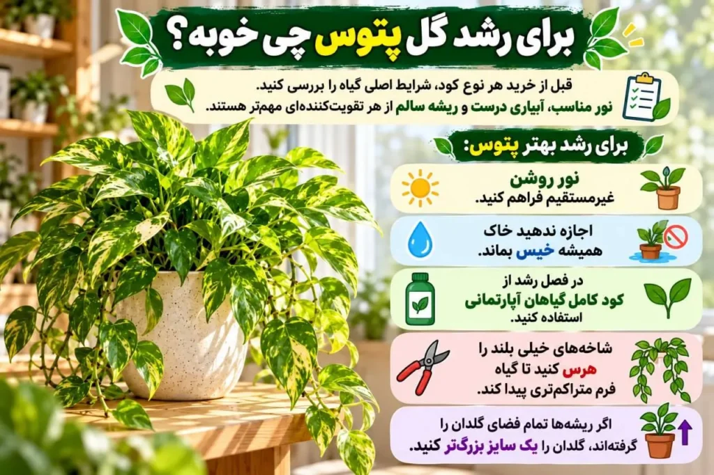 پتوس پرپشت و سالم در گلدان