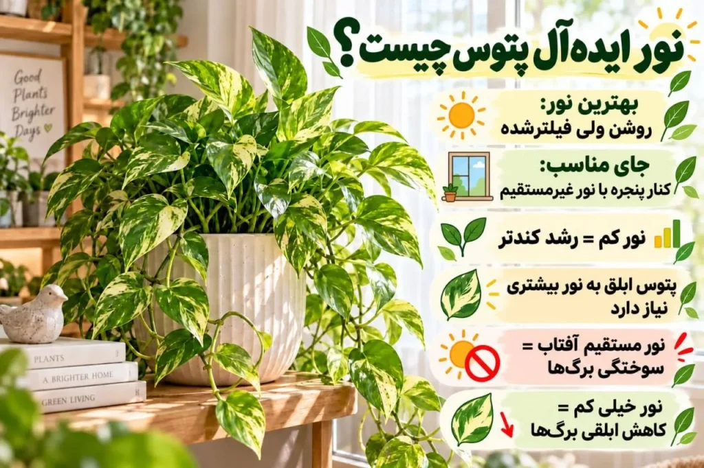 نور غیرمستقیم مناسب برای پتوس کنار پنجره