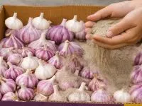 نکات تشخیص سیر سالم از سیر خراب