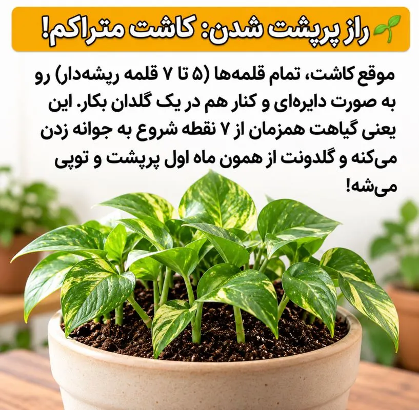 تصویر مرتبط با روشهای موثر برای تکثیر و پرپشت کردن پتوس در گلدان