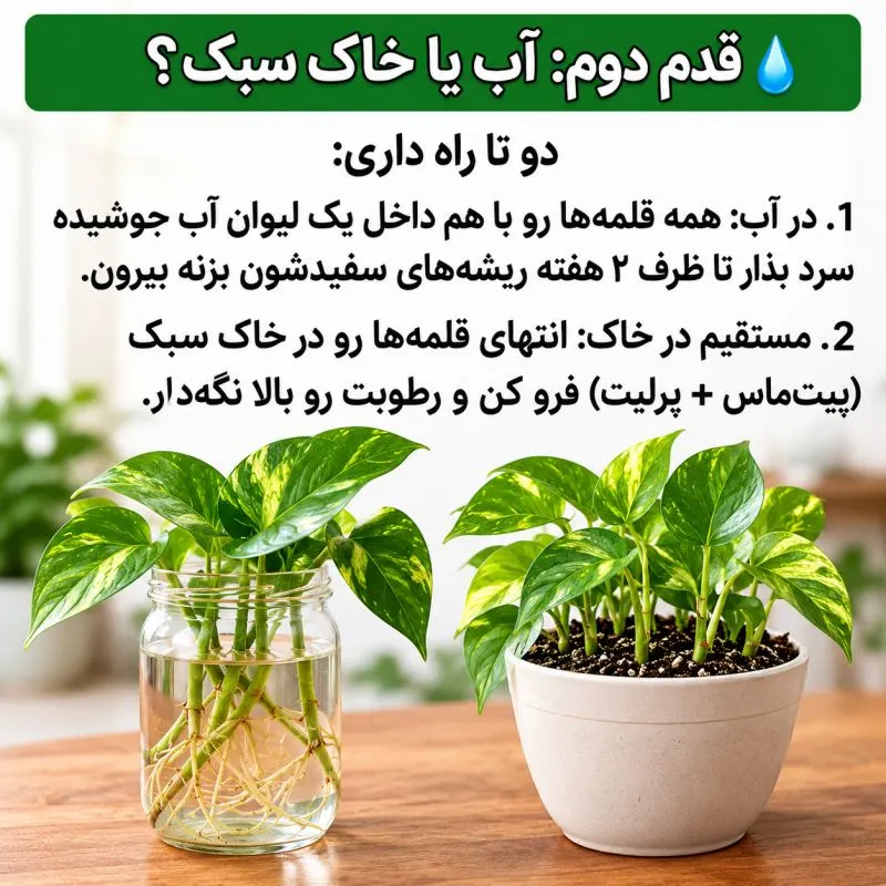 پتوس با ساقههای پرپشت و برگهای فراوان