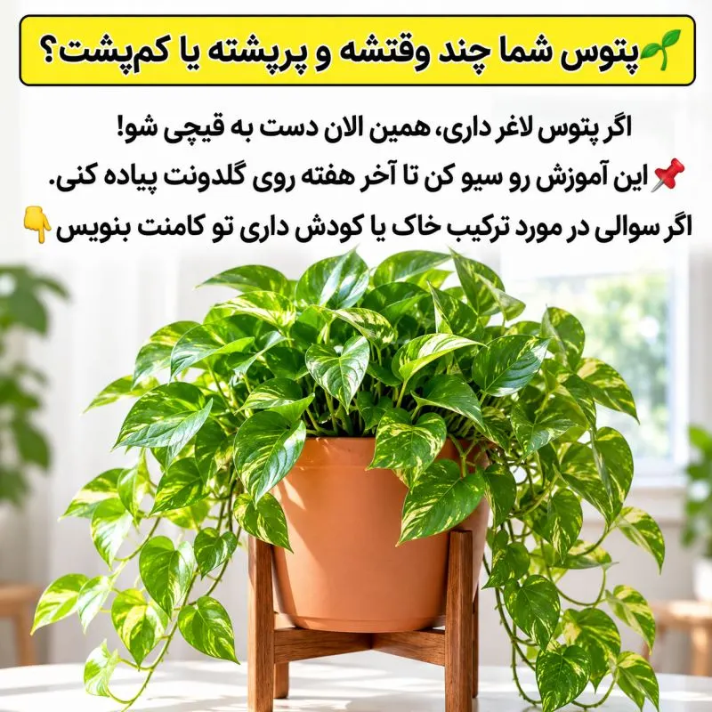 تصویر مرتبط با روشهای موثر برای تکثیر و پرپشت کردن پتوس در گلدان