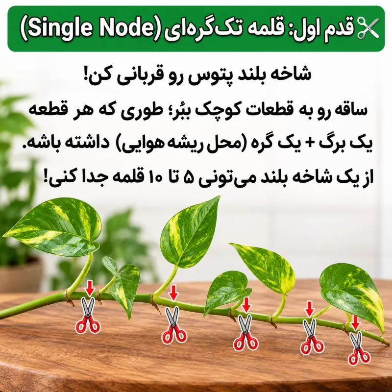 قلمههای پتوس در آب برای ریشهدار شدن