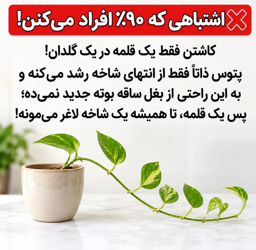 تصویر مرتبط با روشهای موثر برای تکثیر و پرپشت کردن پتوس در گلدان