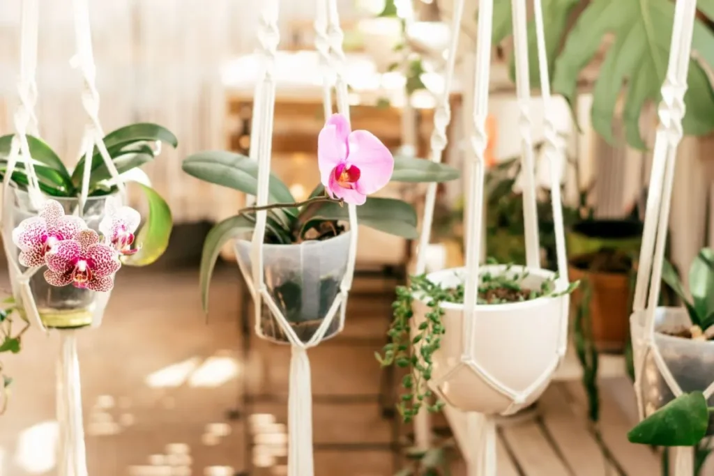 نور طبیعی و گیاهان در دکوراسیون داخلی