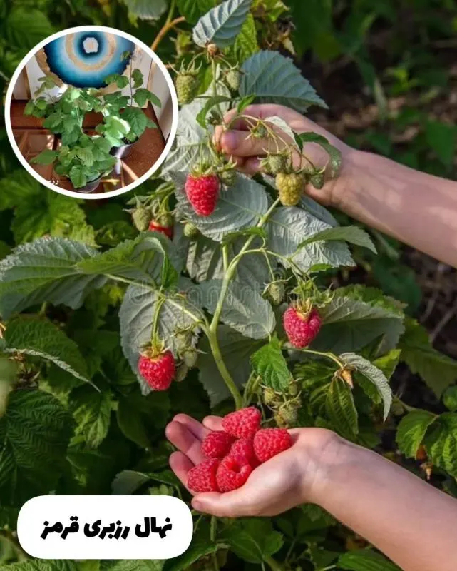 تصویر مرتبط با ۶ نهال میوه مناسب برای رشد در گلدان با زیبایی و محصول‌دهی بالا