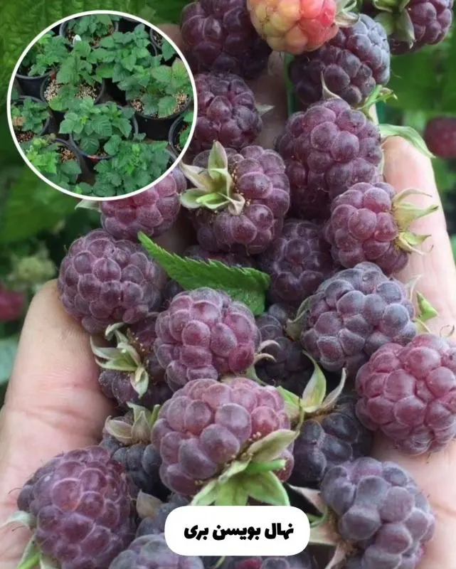 نهال میوه در گلدان در فضای خانه