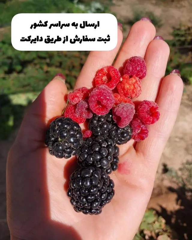 تصویر مرتبط با ۶ نهال میوه مناسب برای رشد در گلدان با زیبایی و محصول‌دهی بالا