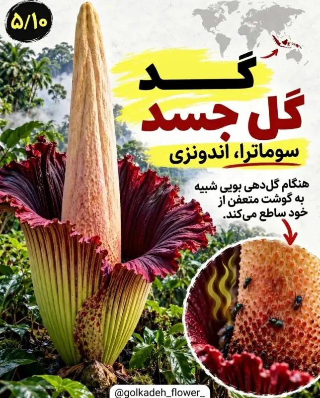 ۹ گیاه عجیب جهان که باور نمی کنید واقعی باشند