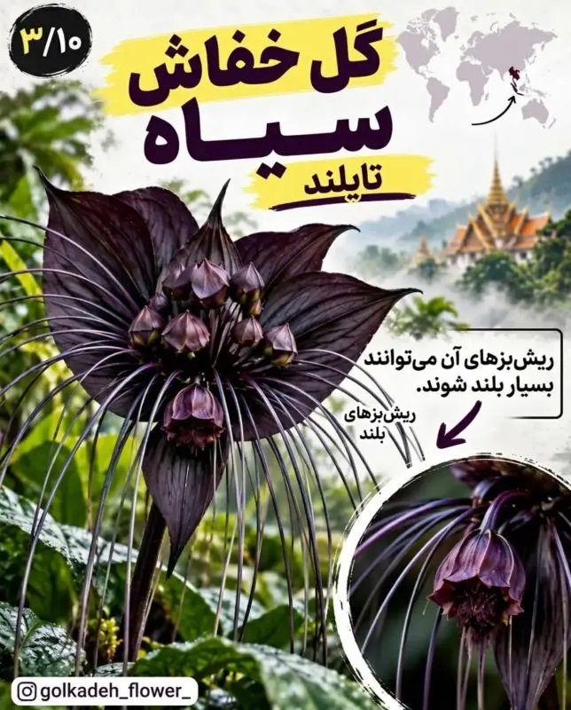 ۹ گیاه عجیب جهان که باور نمی کنید واقعی باشند