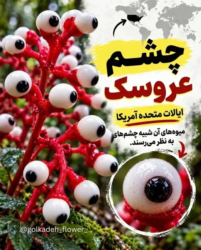 ۹ گیاه عجیب جهان که باور نمی کنید واقعی باشند