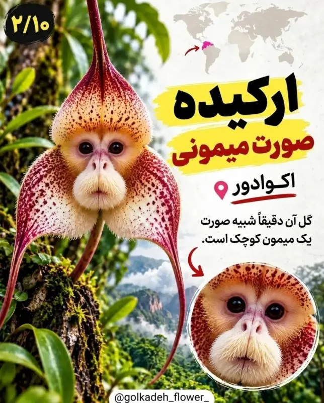 ۹ گیاه عجیب جهان که باور نمی کنید واقعی باشند