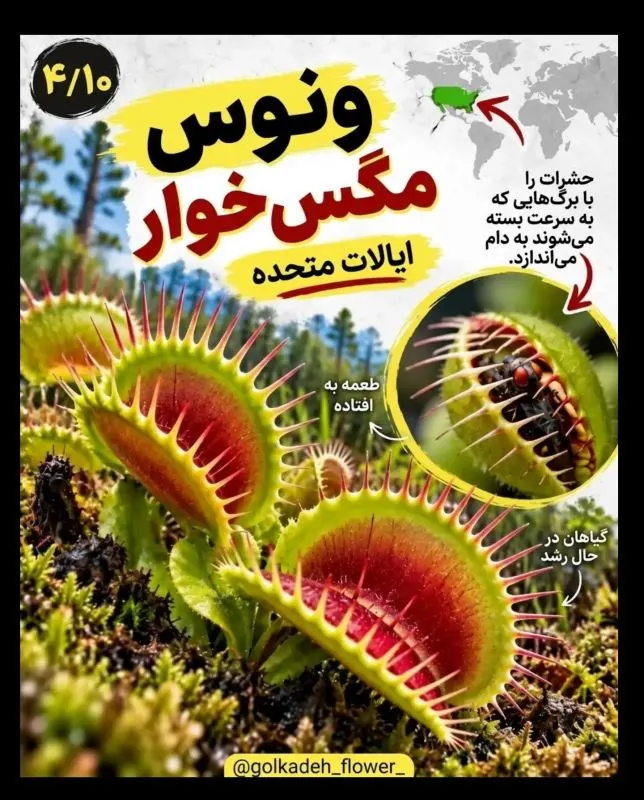 ۹ گیاه عجیب جهان که باور نمی کنید واقعی باشند