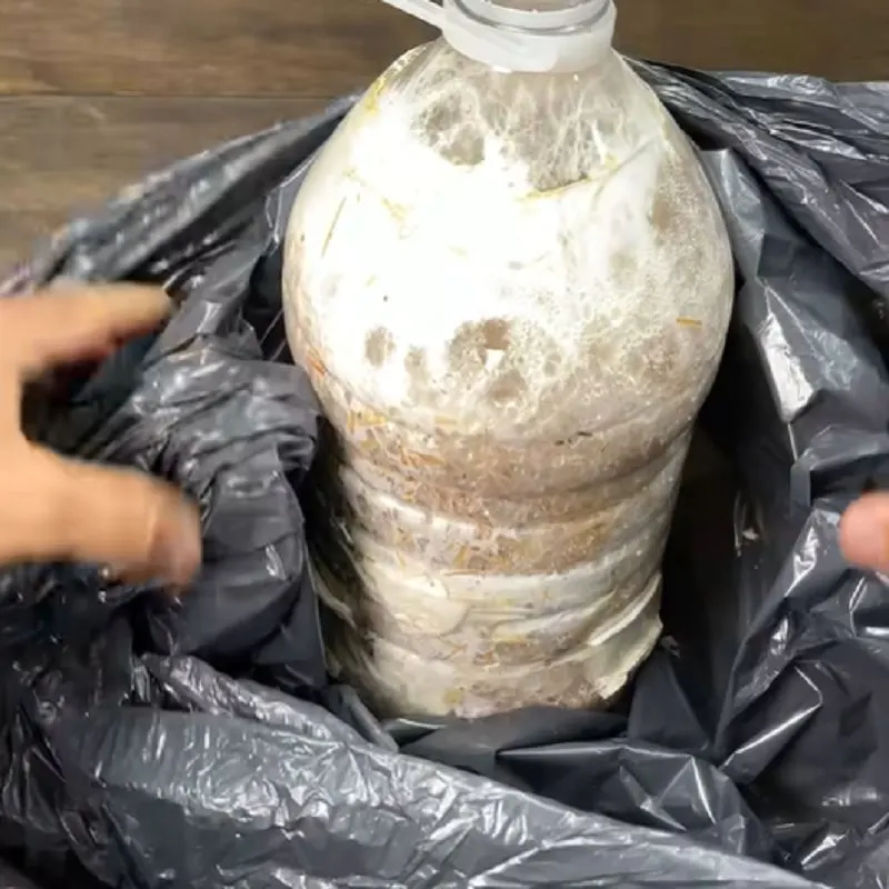 تصویر مرتبط با راهنمای جامع پرورش قارچ صدفی در خانه با ذرت و کاه گندم
