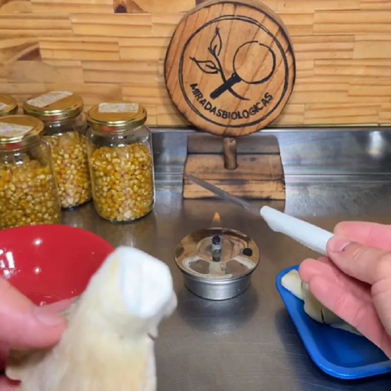نمونه گیری از بخش داخلی قارچ سالم